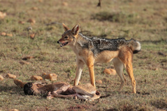 A stillborn wildebeeste is soon disposed of