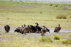 There are always winners and losers. Scavengers seemed to be doing very well due to the abundance of victims of the drought