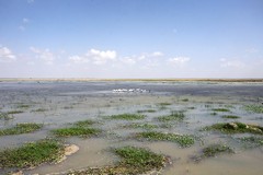 Waders love Amboseli