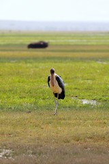 There were a lot of scavengers, like this marabou, due to the drought