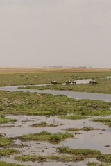 The swamps and lakes are stream fed from Kilimanjaro