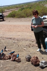There is a picnic area at the foot of observation hill, which can be walked up. The starlings are very tame