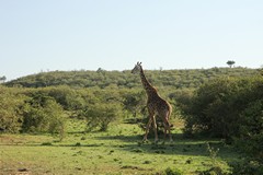 Many of the hills are covered in thickets of plants such as croton, tarchonanthus and acacia. They provide good cover for carnivores