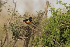 These amazingly coloured Hildebrandt's starlings like the areas of open ground interspersed with bush thickets. They are quite easy to find here, although a bit shy