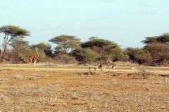Ostriches were very common all over the conservancy where there were open areas