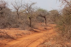 A lot of the Maasai land is red iron stained laterite soils. In other areas the the soils are volcanic in origin and are more of a buff colour