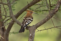 A beautiful African hoopoe