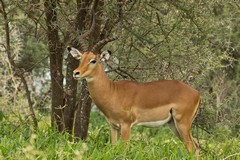 Well fed Impala Buck