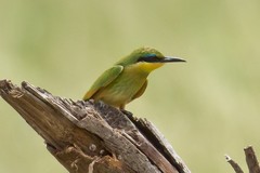 Little bee-eater