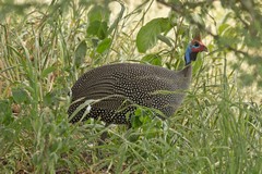 Helmeted guinea fowl were generally found in noisy flocks