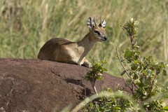 313 Resting klipspringer on Tarangire hill