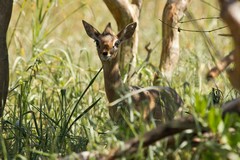 314 A shy little Kirk's dikdik in the undergrowth