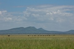 Elephants crossing the Silale swamp