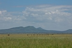 Elephants crossing the Silale swamp