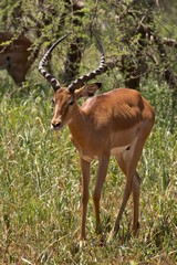 Impala buck