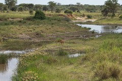 A small mixed sex group of bohor reedbuck