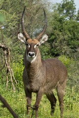 Beautiful male waterbuck