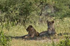 Lionesses taking it easy