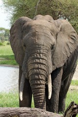 Elephant at one of the many small lakes in Tarangire