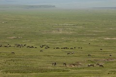 Wildlife on the crater floor