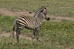 Zebra foal