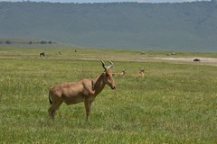 Coke's Hartebeeste standing sentinel. There is a very high density of predators in the crater