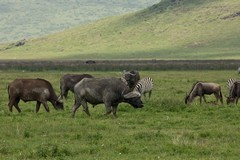 Buffalos are common in the crater