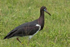 Abdim's storks are common in Northern Tanzania