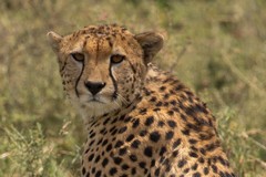 Portrait of a cheetah