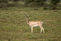 Grant's gazelle buck on the short grass plain