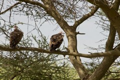 Hooded vultures taking it easy