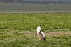 Kori bustards are Africa's largest flying bird. Males can weigh 18kg, females much less. This one is displaying