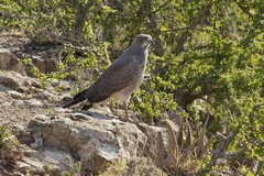 An Eastern chanting-goshawk