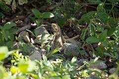 A female agama lizard in the undergrowth at Olduvai gorge