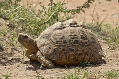 Unusual to see a leopard tortoise out and about during the rainy season