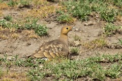 Chestnut-bellied sandgrouse taking a dustbath in the short grass Serengeti plain