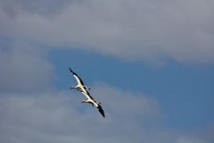 European storks soaring on the thermals high above the Ngorongoro Conservation Area