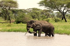 Elephants enjoying the plentiful water supply