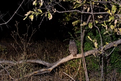 An owl peers out into the Stygian darkness