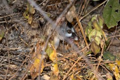 Common genet stalking through the undergrowth