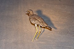 Spotted thick-knee standing in the middle of the track