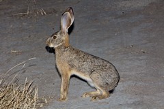 A Cape hare is transfixed in the light of the car