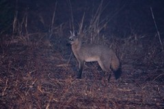 Bat-eared Fox