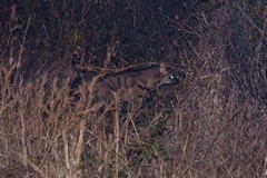 A seldom seen aardwolf photographed at extreme flash range and at high camera sensitivity