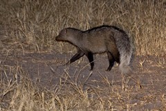 White-tailed mongoose