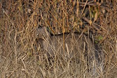 White-tailed mongoose. One of the bigger mongoose species