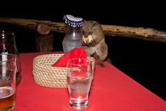 020 A very cheeky bush baby helping itself to bread on our dining table