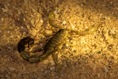 Small scorpion