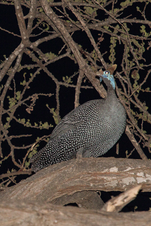 Helmeted Guinea fowl roosting