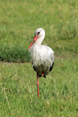 Some species are migrants from far away. A lot of birds like this European stork arrive in Africa during the winter season in Europe. You have to figure out when they are likely to be at the place where you'd hope to see them
